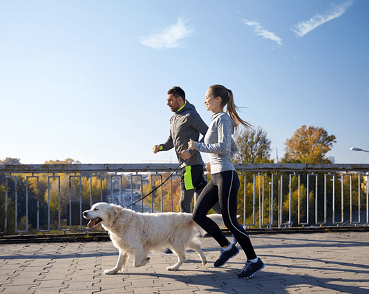 23 giống chó thích hợp cho việc tập luyện chạy bộ nhất Những giống chó thích hợp cho việc chạy bộ nhất